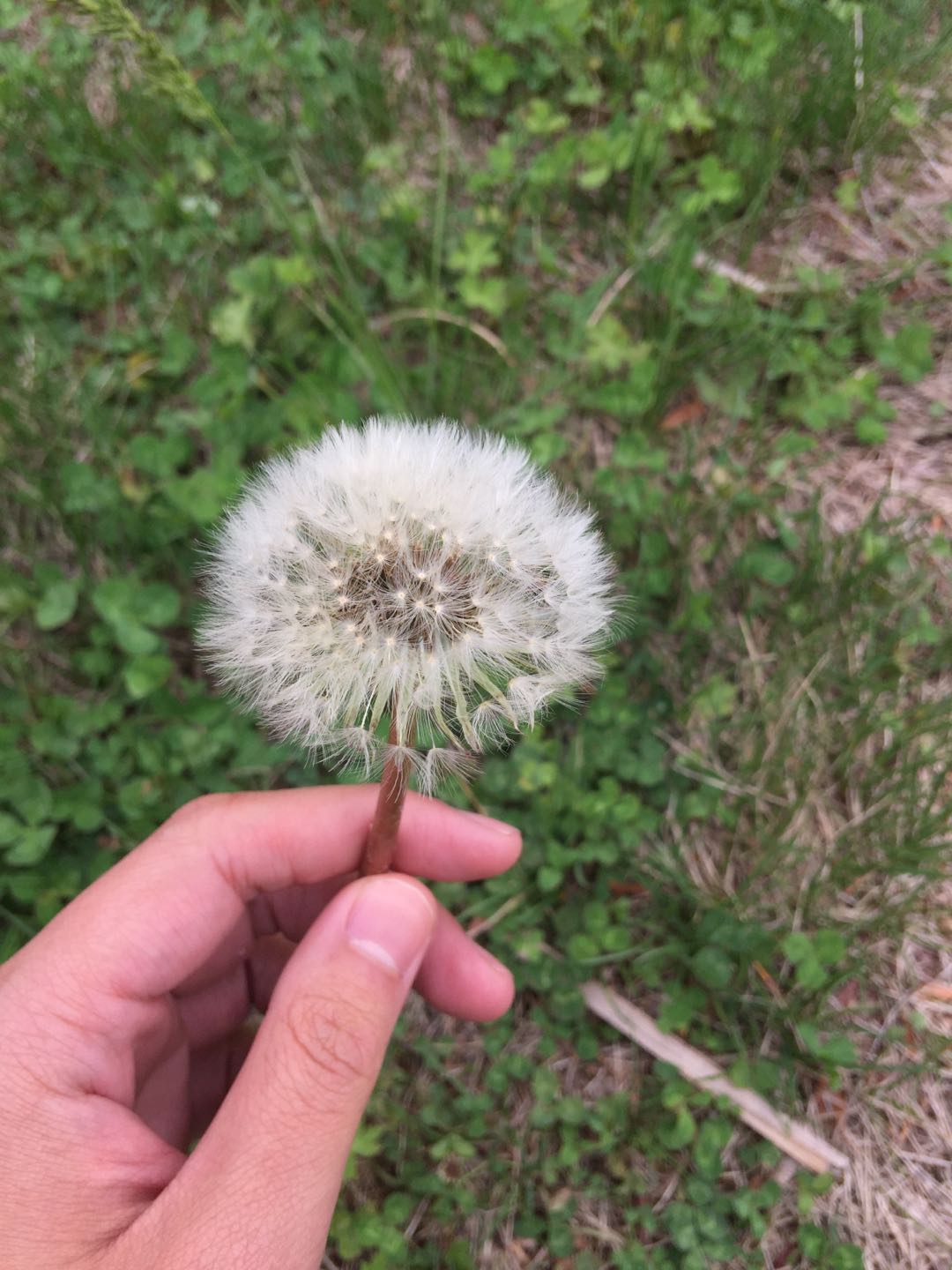 普公英.jpg